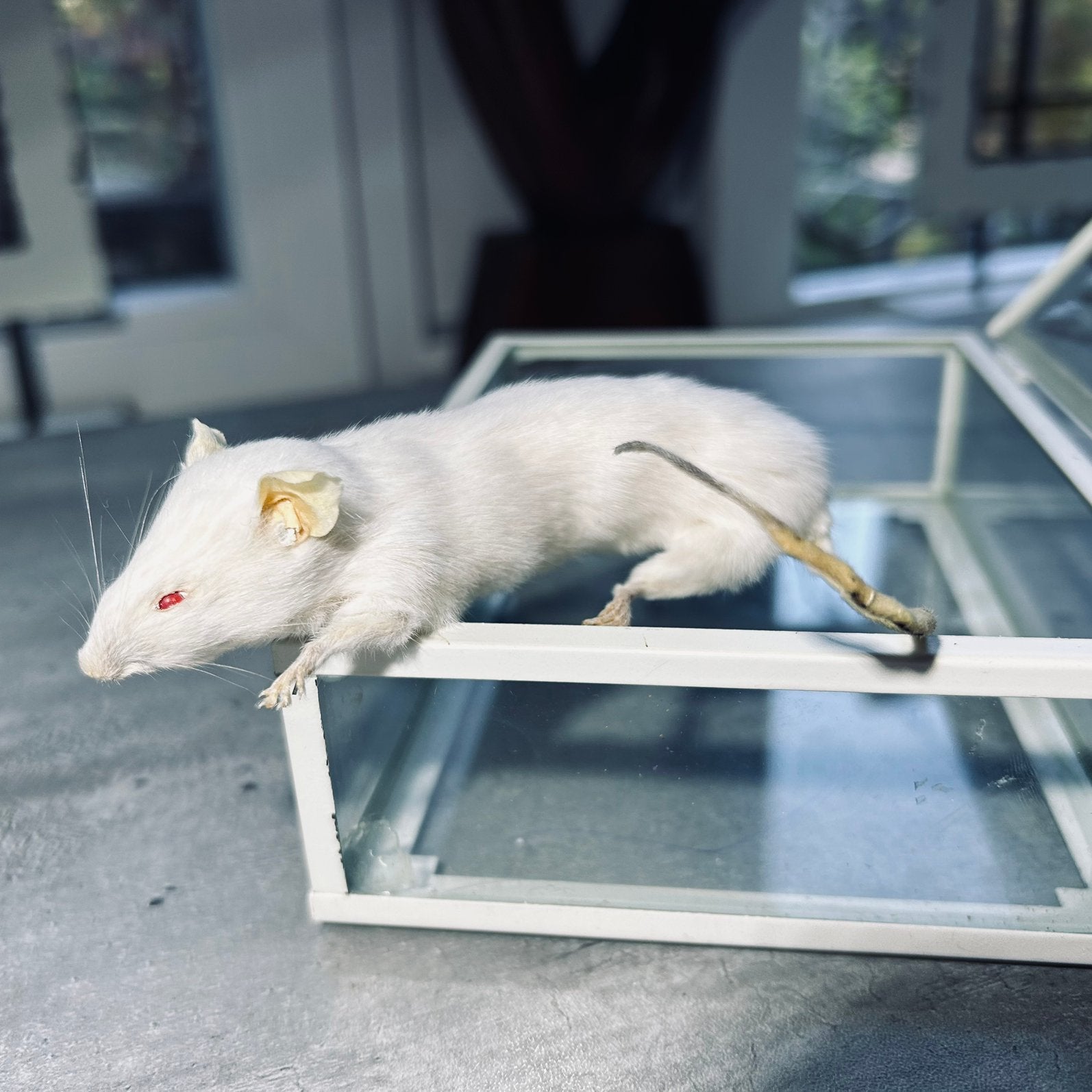 Opgezette witte muis in glazen bescherm kistje, Ophalen of Verzenden, Nieuw, Overige soorten, Opgezet dier