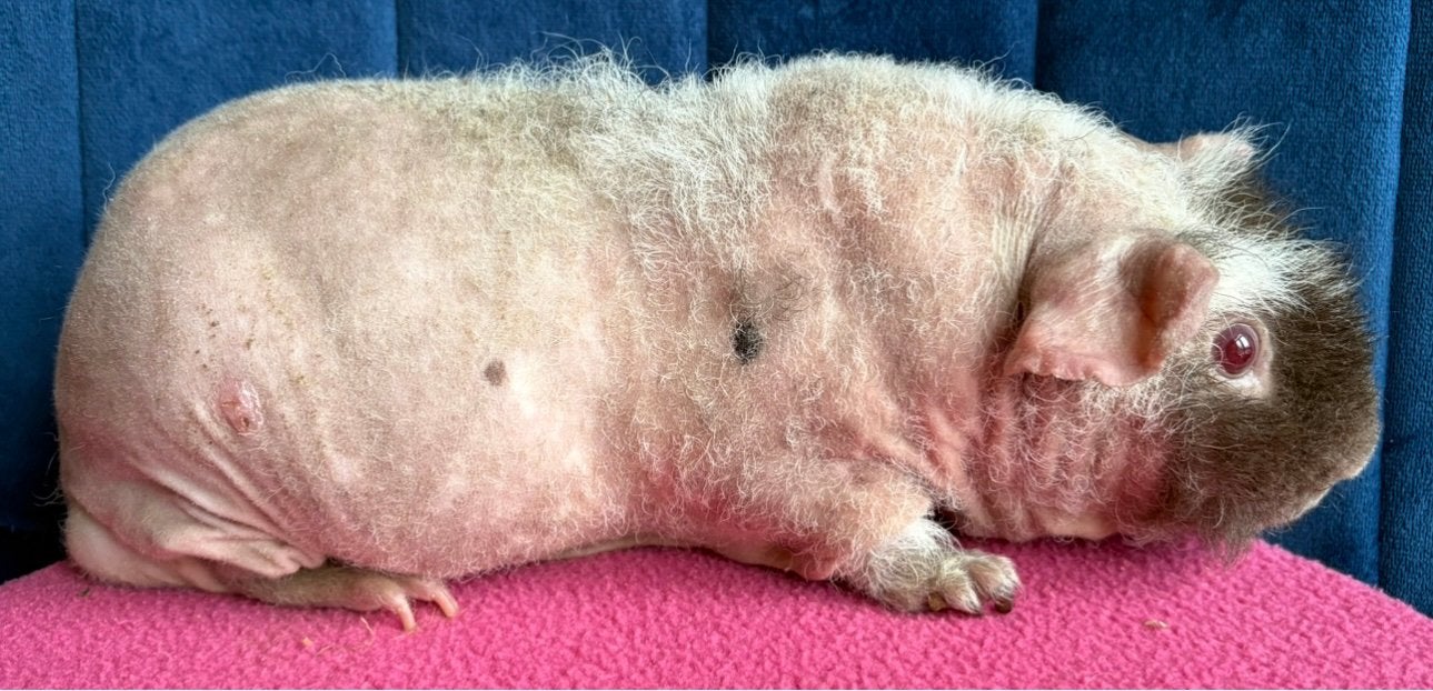 Skinny cavia beren slate en slate dalmatier, Dieren en Toebehoren, Cavia, Januari, Meerdere dieren, Tam