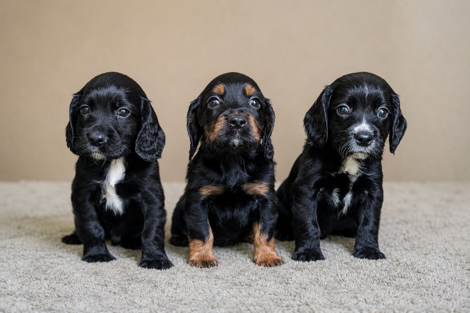 Engelse Cocker spaniel pups werklijn, Parvo, Reu, 8 tot 15 weken, Meerdere