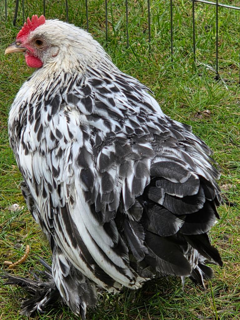 Hanen GRATIS, Dieren en Toebehoren, Mannelijk, Kip