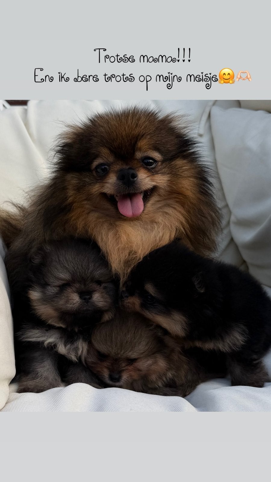Prachtige Pomeranian pups uit geteste ouders | NL geboren, Parvo, Keeshond, 8 tot 15 weken, Meerdere