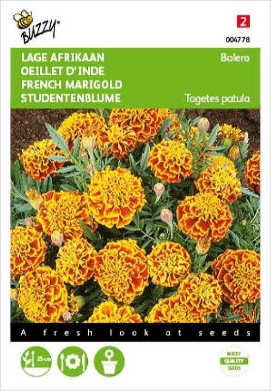 Afrikaan Bolero - Tagetes patula nana - GRATIS VERZENDING, Verzenden, Volle zon