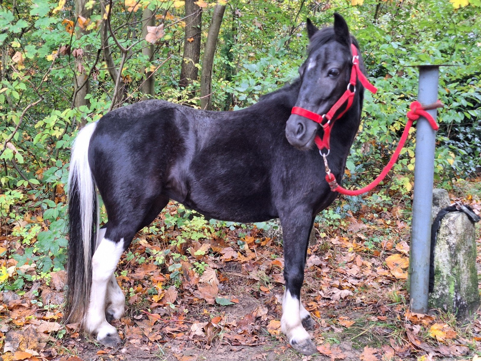 Mooie lieve dropshot zoekt nieuw huisje, Dieren en Toebehoren, Paarden, Minder dan 160 cm, 7 tot 10 jaar, Recreatiepaard, Merrie
