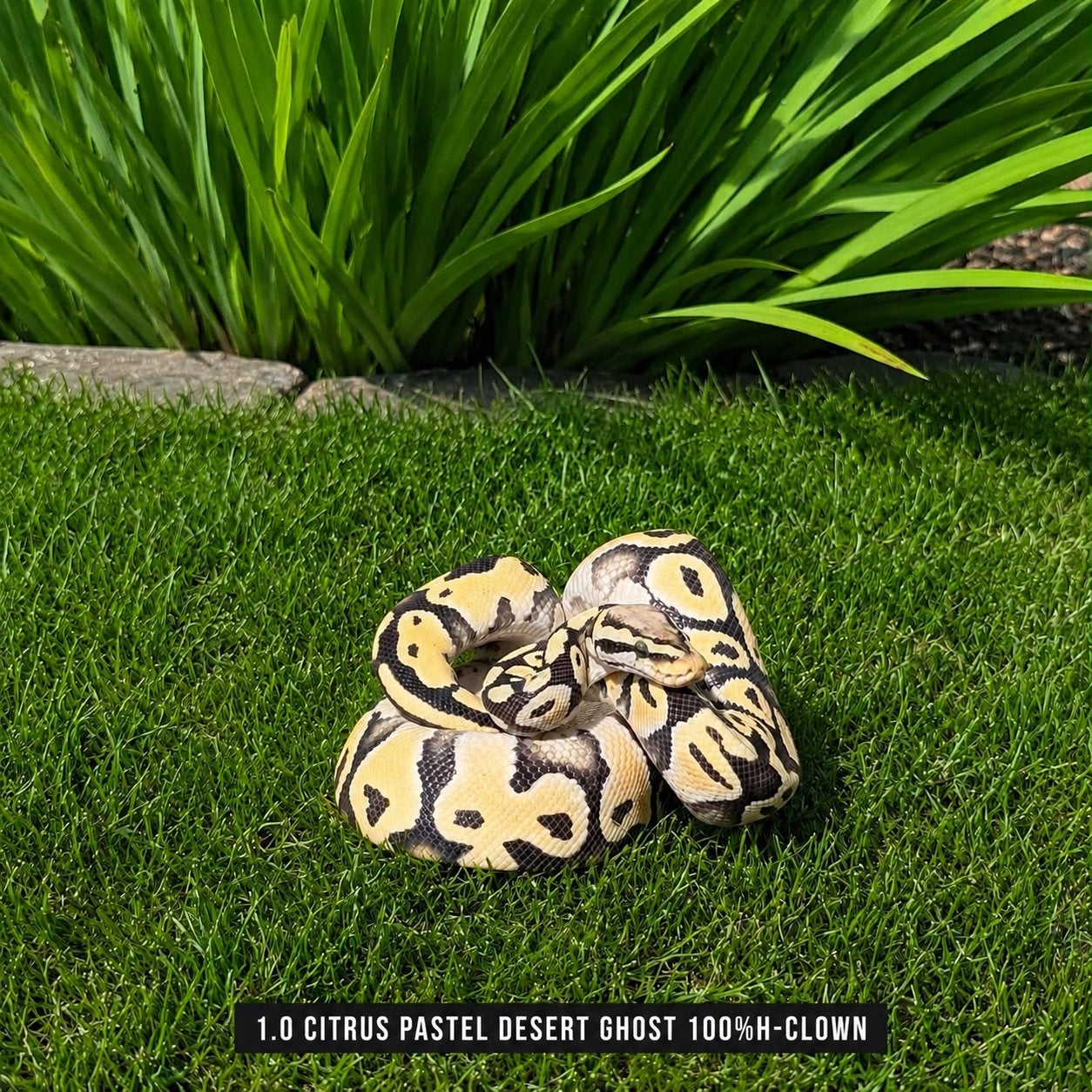 PYTHON REGIUS - DESERT GHOST Ball Python - male for sale from Shaquille (2200 België)