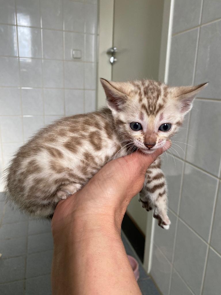 Bengaal kittens poesjes, Dieren en Toebehoren, Katten en Kittens | Raskatten | Korthaar, Poes, Ontwormd