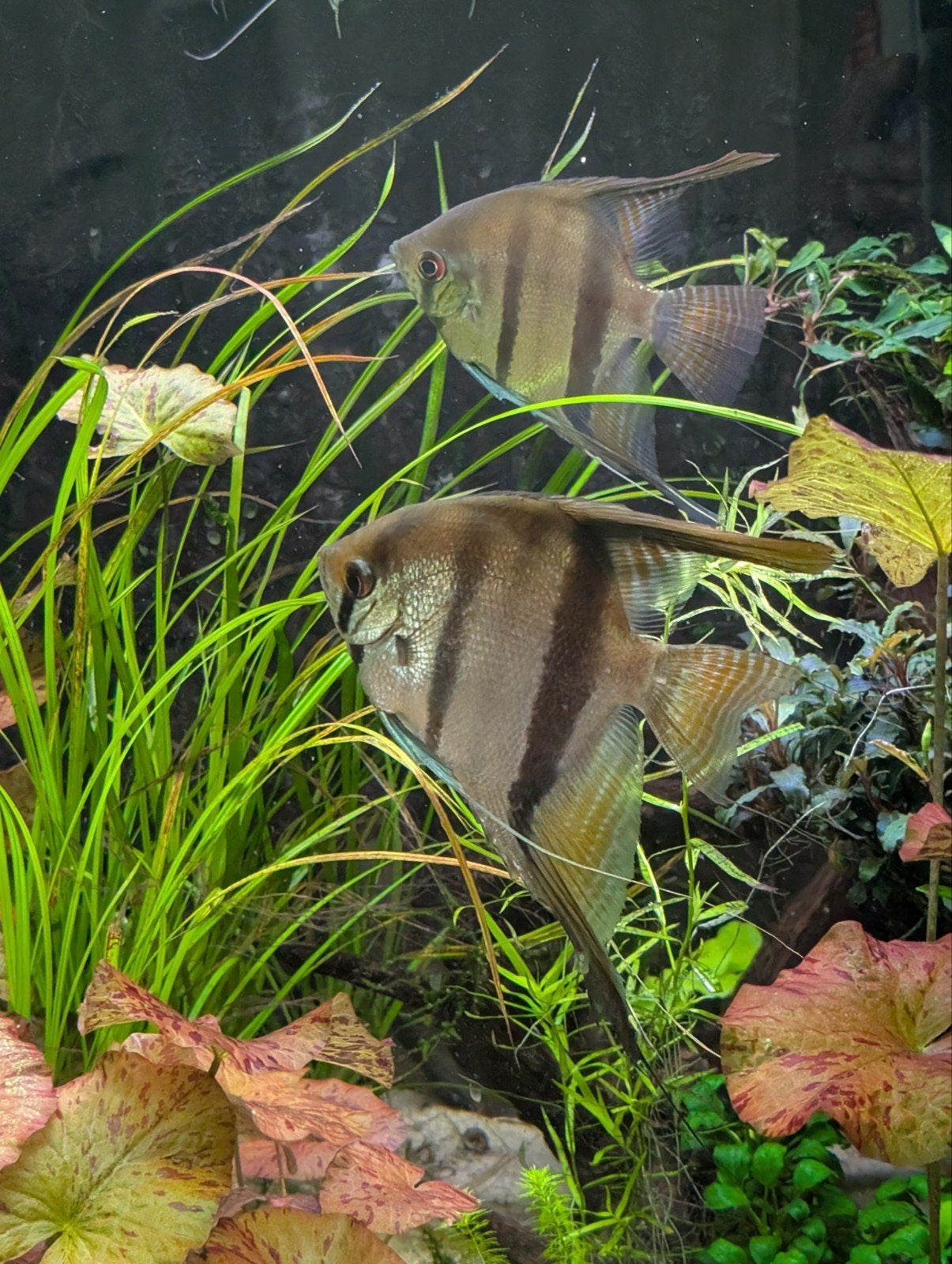 Pera Altum Santa Isabel, Dieren en Toebehoren, Vis