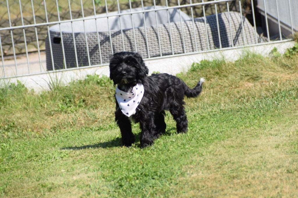 Yorkshire terrier kruising pups, Dieren en Toebehoren, Honden | Niet-rashonden, 15 weken tot 1 jaar, Buitenland, Parvo, Meerdere