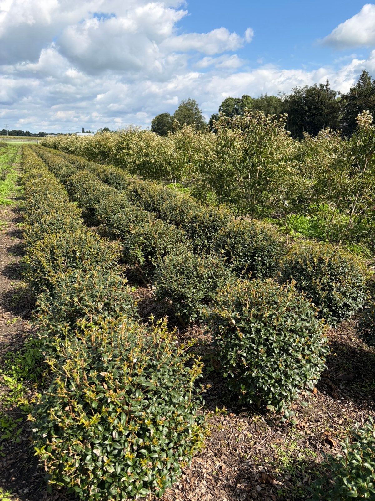 Osmanthus Burkwoodii schijnhulst bolvorm leverbaar tot 160cm, Ophalen, Overige soorten, Struik, 100 tot 250 cm