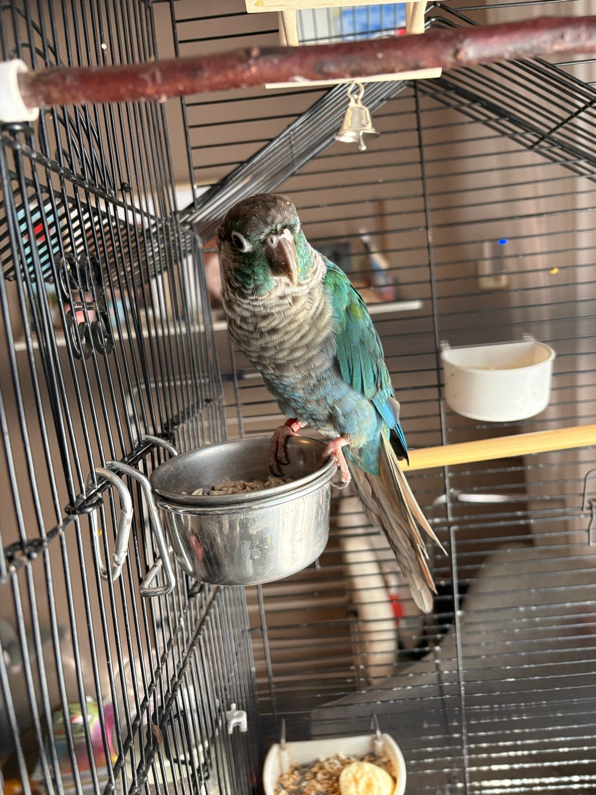Dwergpapegaai, Mannelijk, Dwergpapegaai of Agapornis, Geringd