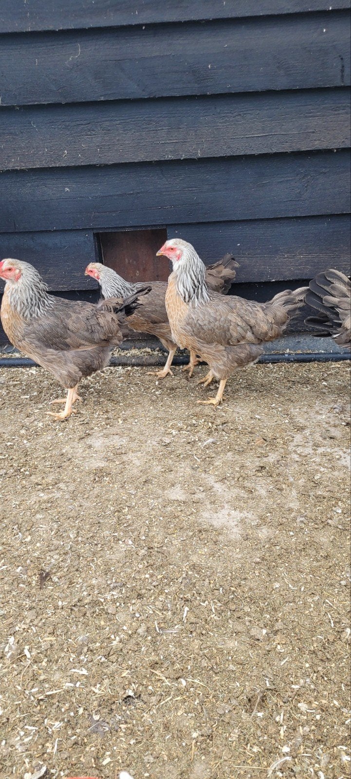 5 Twentse hoen, Dieren en Toebehoren, Pluimvee, Vrouwelijk, Kip