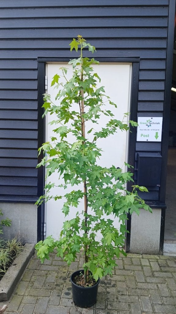 Liquidambar styraciflua amberboom, Tuin en Terras, Planten | Bomen, Overige soorten, 100 tot 250 cm, Volle zon, Bloeit niet, In pot