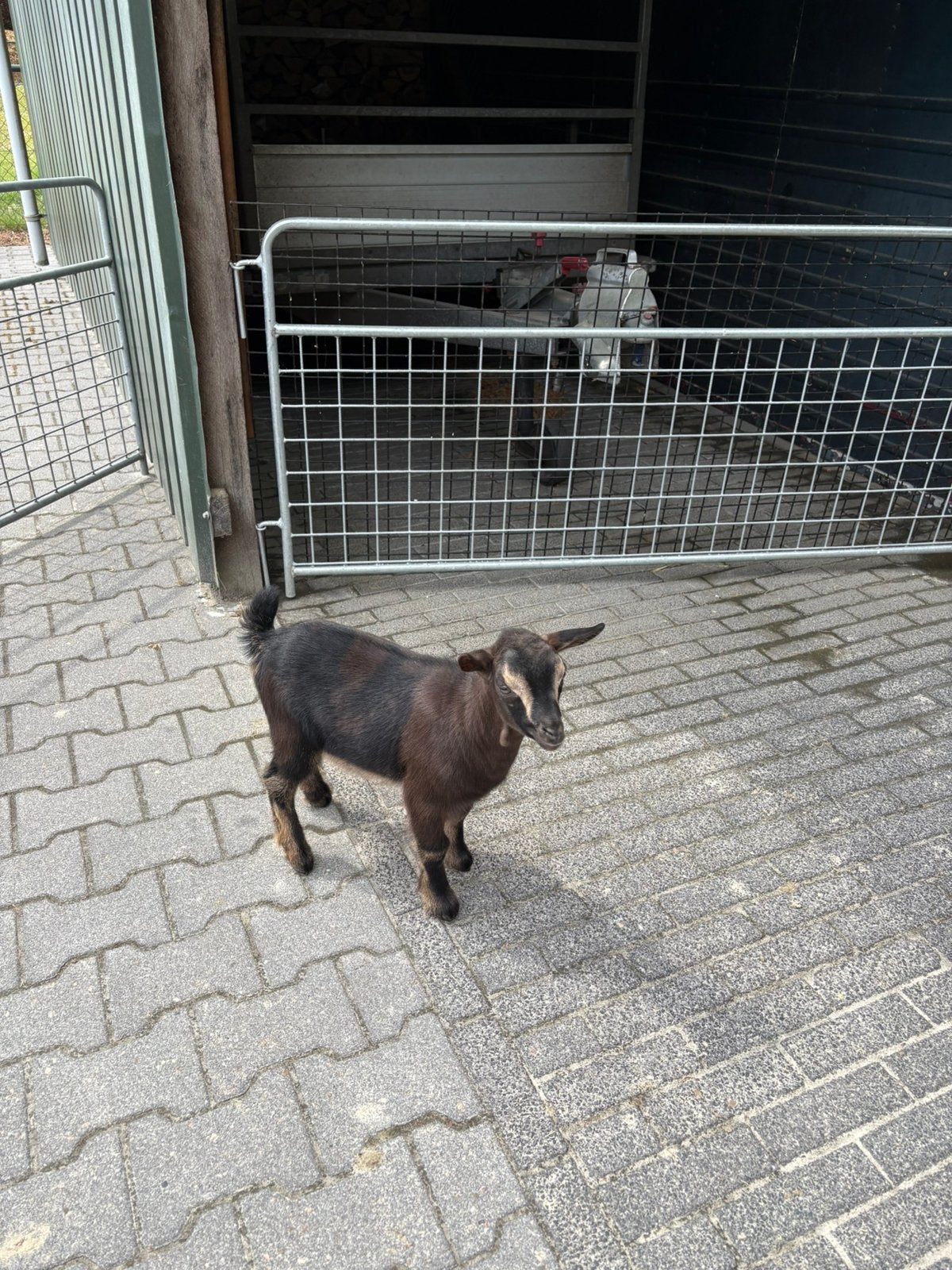Prachtig mak dwerg bokje bok met maanvlekken maanvlek, Mannelijk, Geit, 0 tot 2 jaar