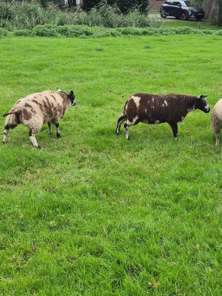 Bonte ooien, Dieren en Toebehoren, Vrouwelijk, Schaap, 0 tot 2 jaar