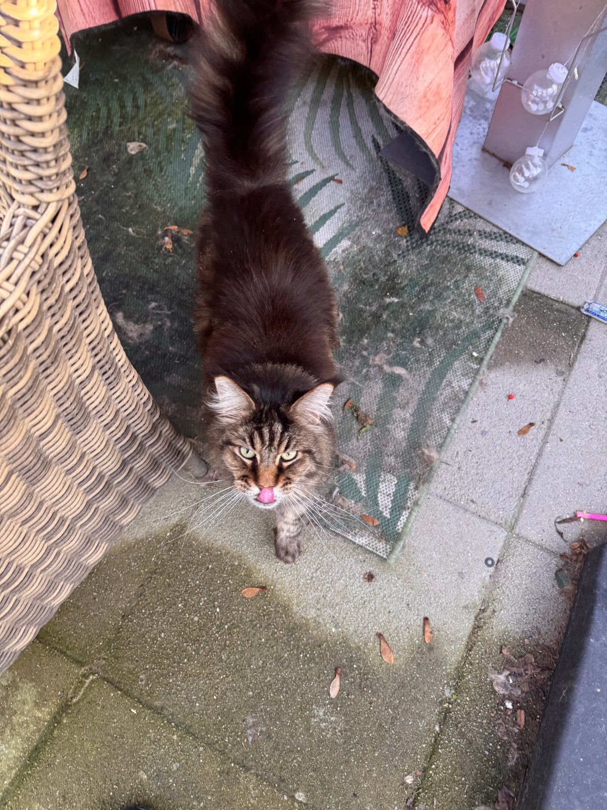 Maine Coon kater Kaj (6 jaar) met stamboom, Kater, 6 jaar of ouder