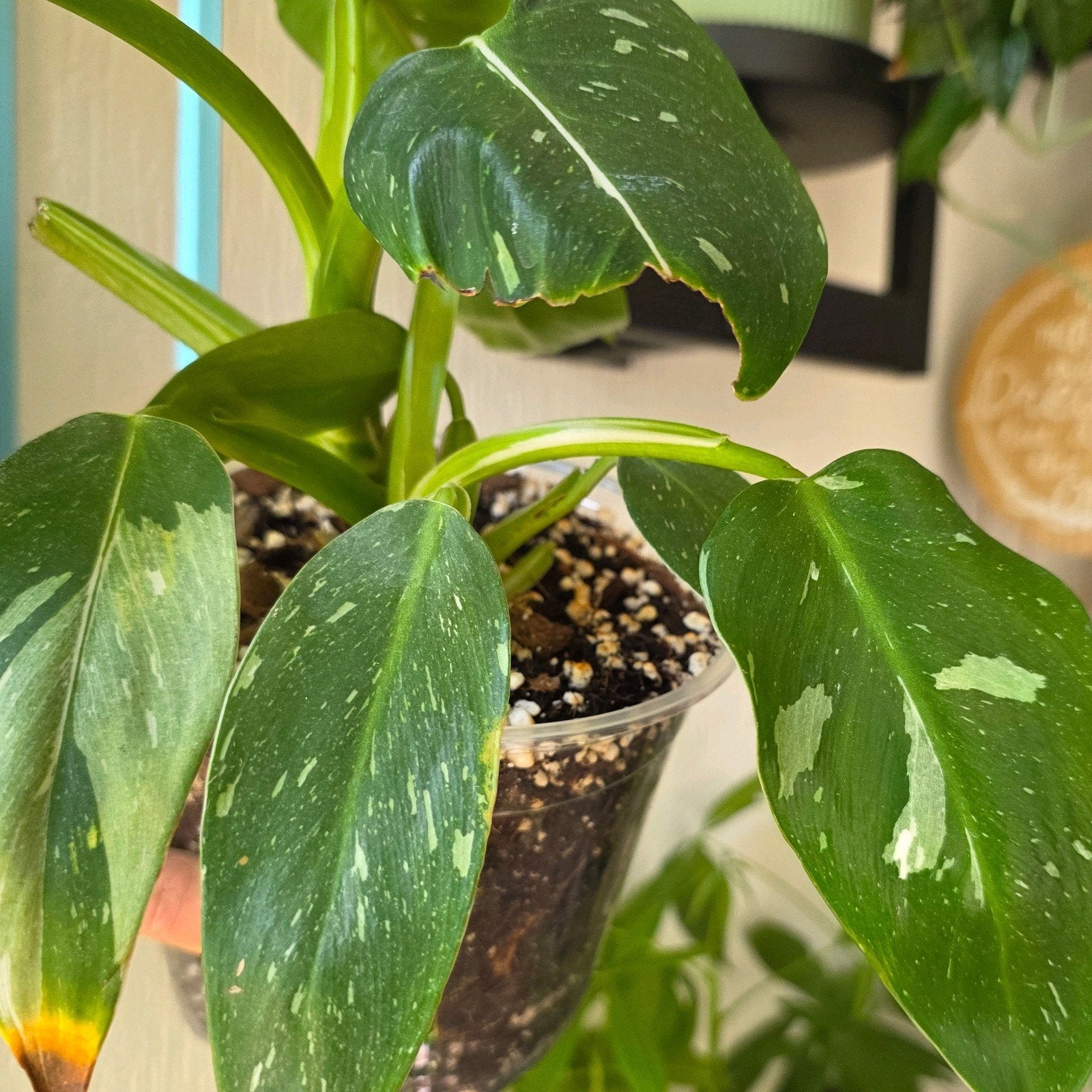 Philodendron White Princess Variegata | Kamerplant | P12, Ophalen of Verzenden, Halfschaduw, Minder dan 100 cm