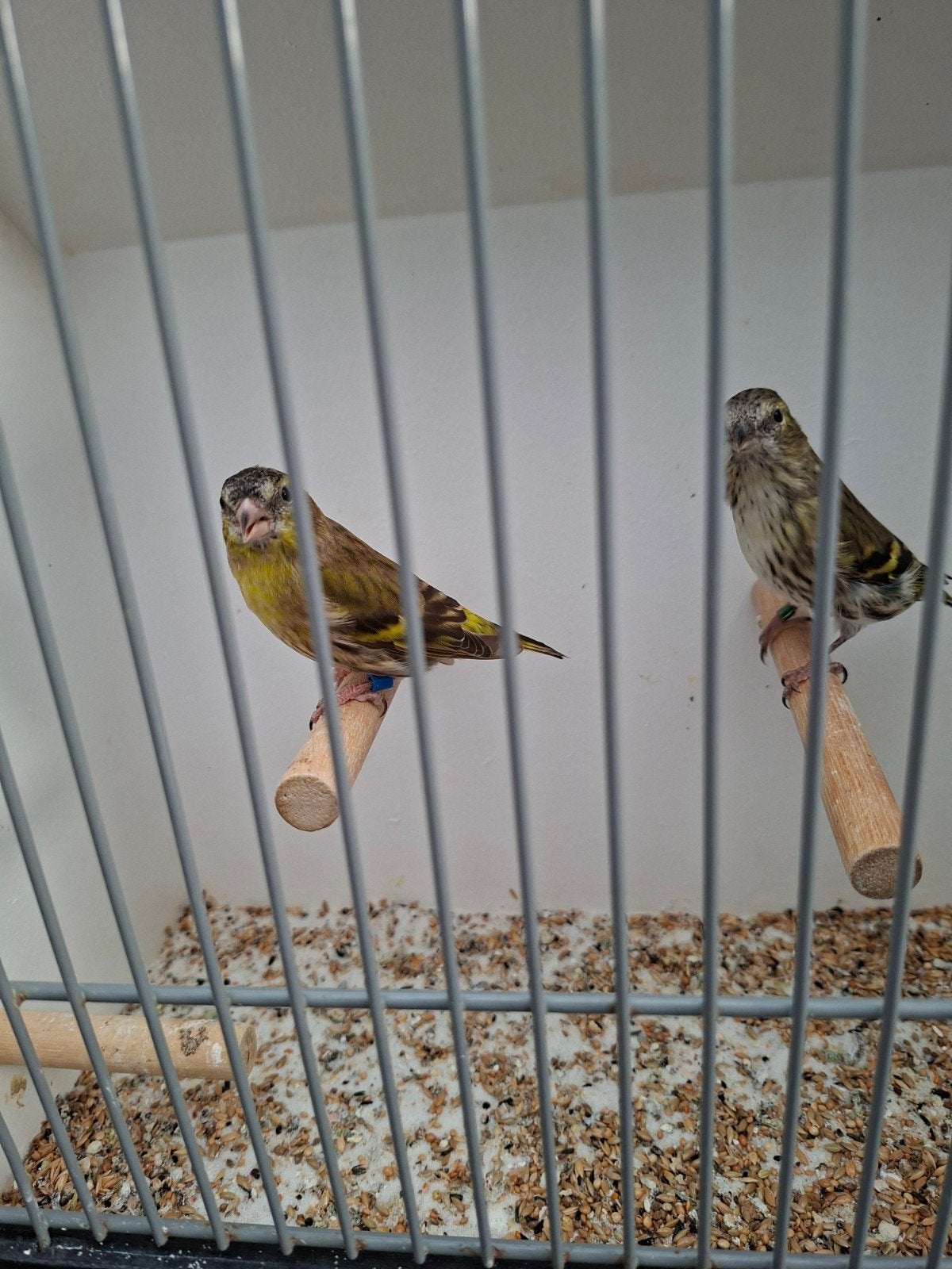 Europese sijsjes, Meerdere dieren, Wildzangvogel, Geringd