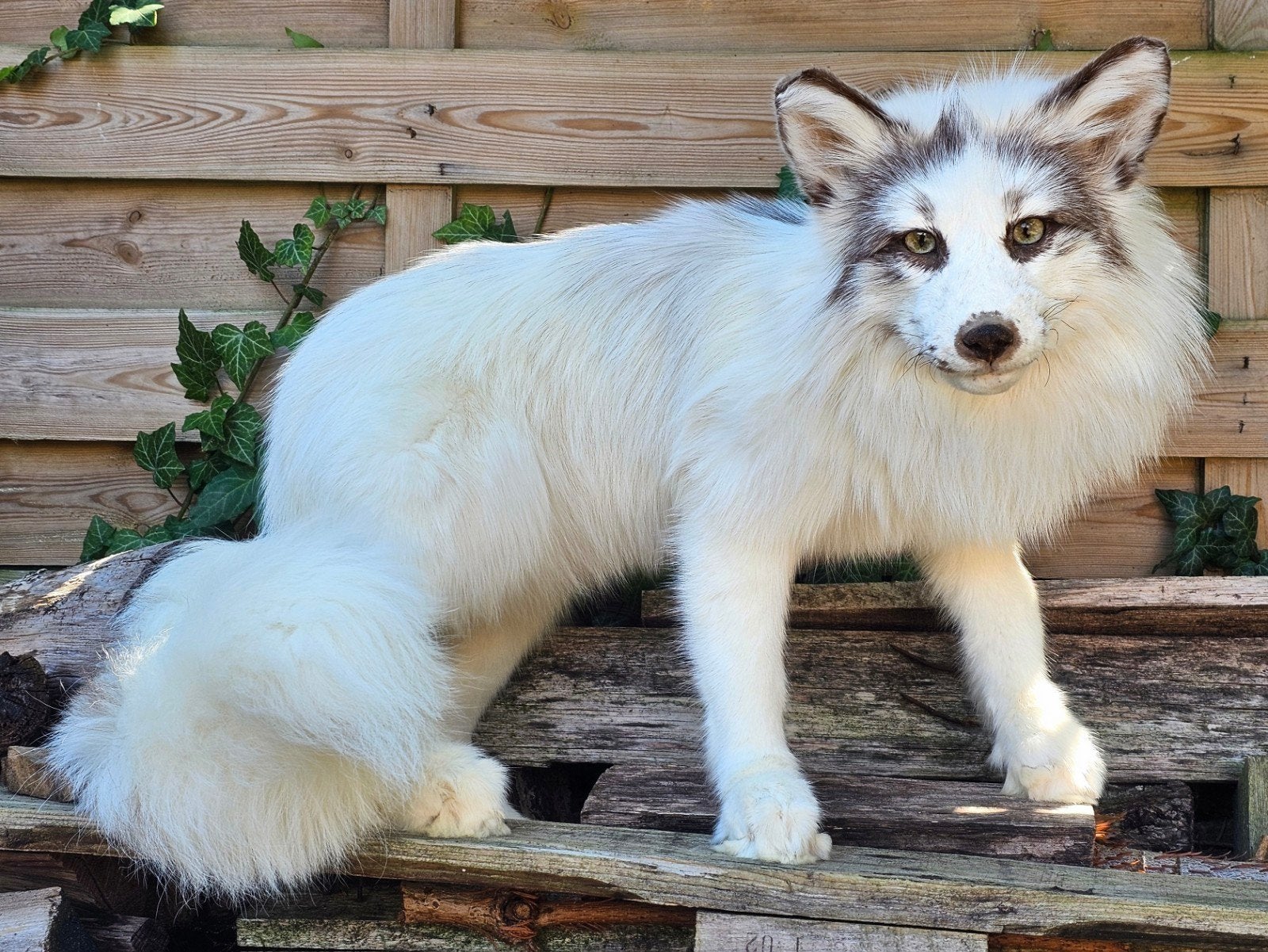 Taxidermie softmount vos te koop, Ophalen of Verzenden, Wild dier, Opgezet dier