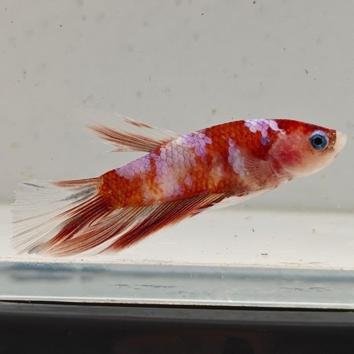 betta splendens man 33, Vis