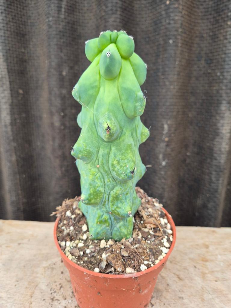 Cactus Myrtillocactus geometrizans Fukurokuryuzinboku p10 (5