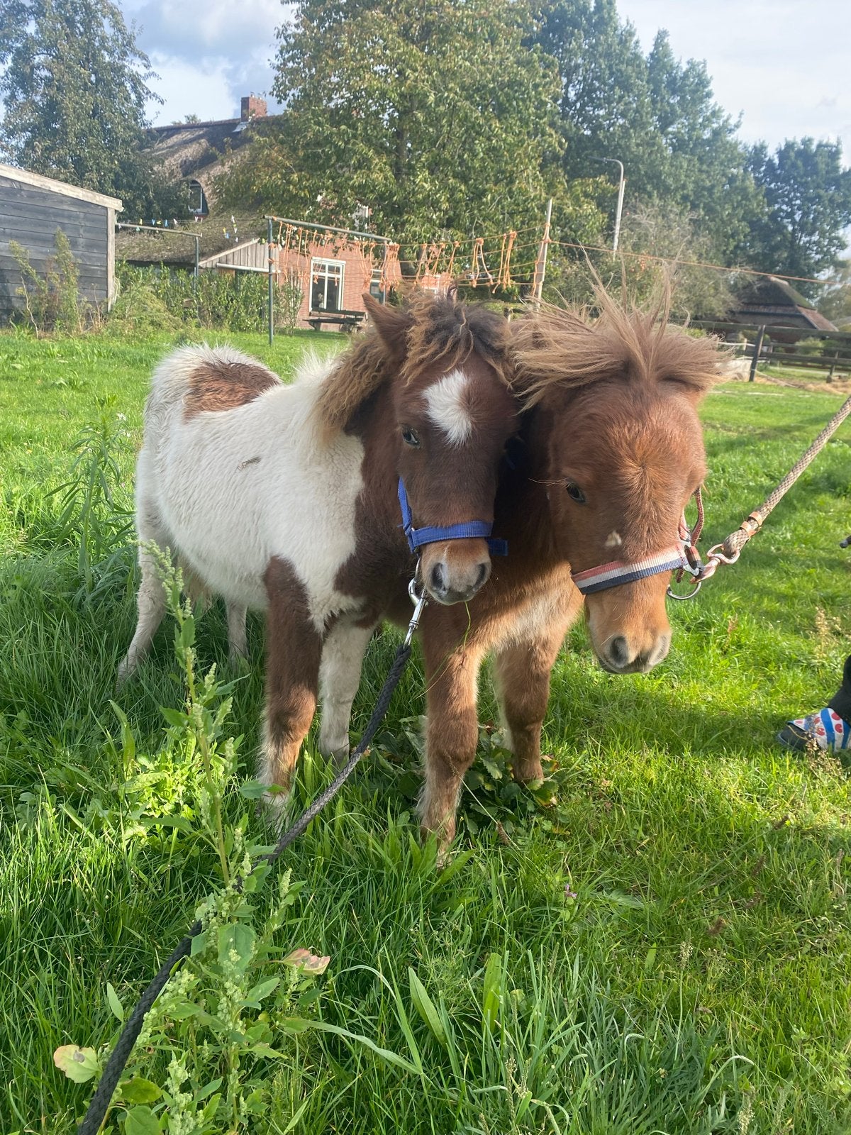 Verzorgpaarden aangeboden, Dieren en Toebehoren, 4 paarden of pony's of meer