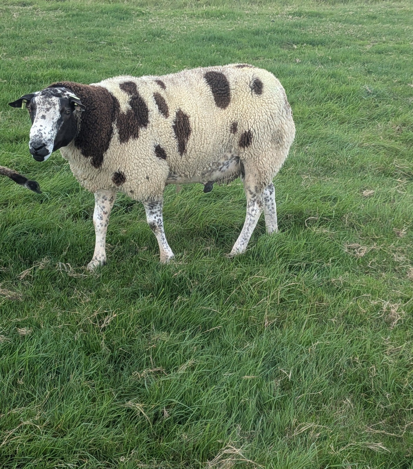 Bonte dekram, Mannelijk, Schaap, 0 tot 2 jaar