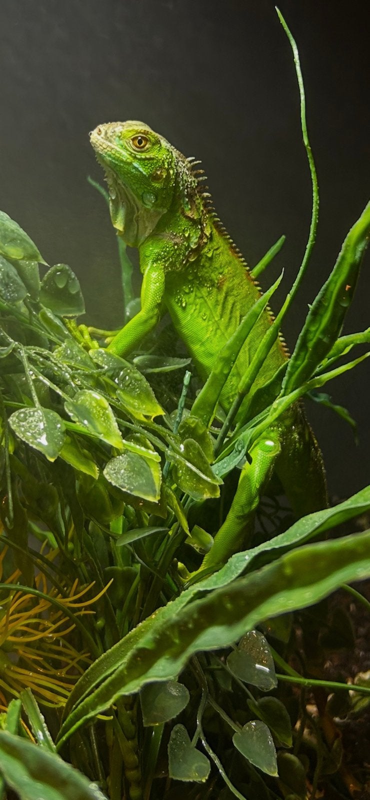 Groene leguaan, Overige soorten, Tam, 0 tot 2 jaar