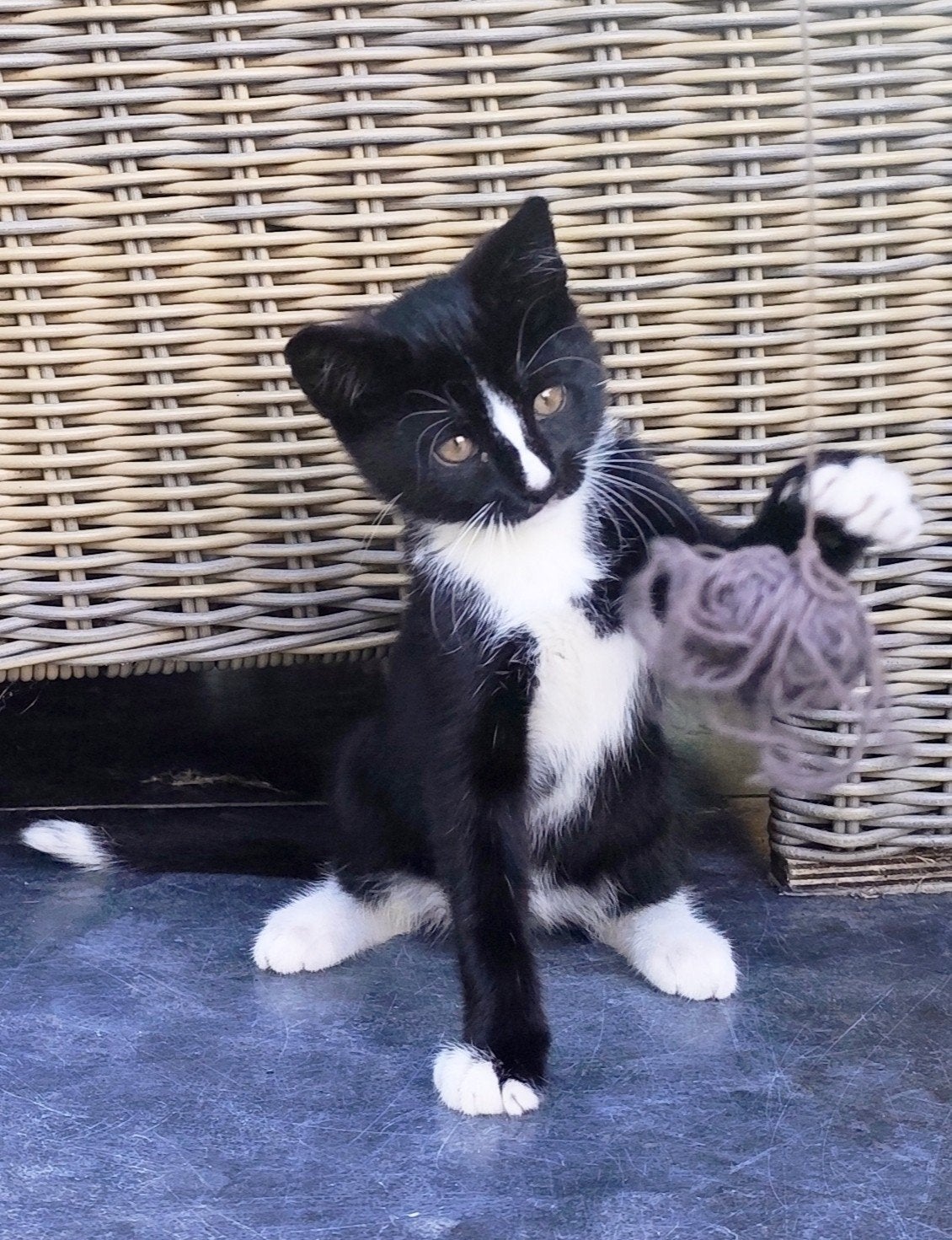 Super speelse kitten (kater), mag nu weg bij moederpoes!, Dieren en Toebehoren, Meerdere dieren