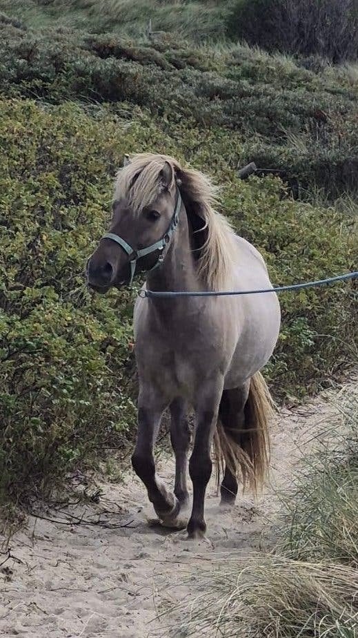 Diverse ponys te koop. Ijslander en kruisingen gangenpaard, Dieren en Toebehoren, Minder dan 160 cm, Met stamboom, 3 tot 6 jaar