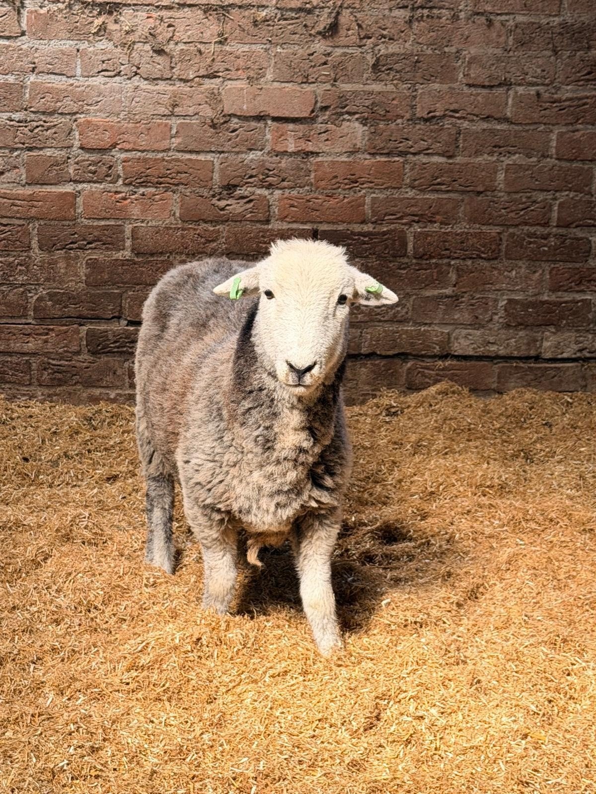 3 prachtige herdwick ooien, Dieren en Toebehoren, Schapen, Geiten en Varkens, Vrouwelijk, Schaap, 0 tot 2 jaar