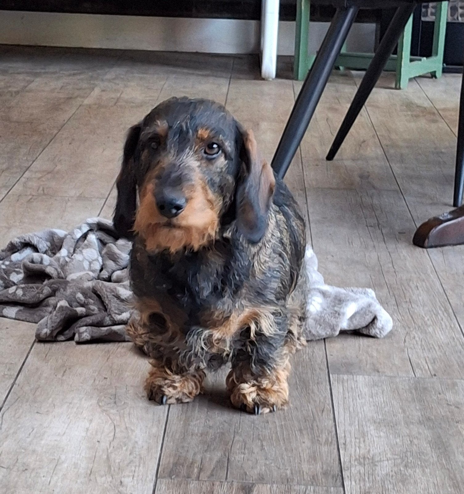 ruwhaar teckel wildkleur   met stamboom., Dieren en Toebehoren, Standaard, 1 tot 2 jaar, Teef, Eén hond