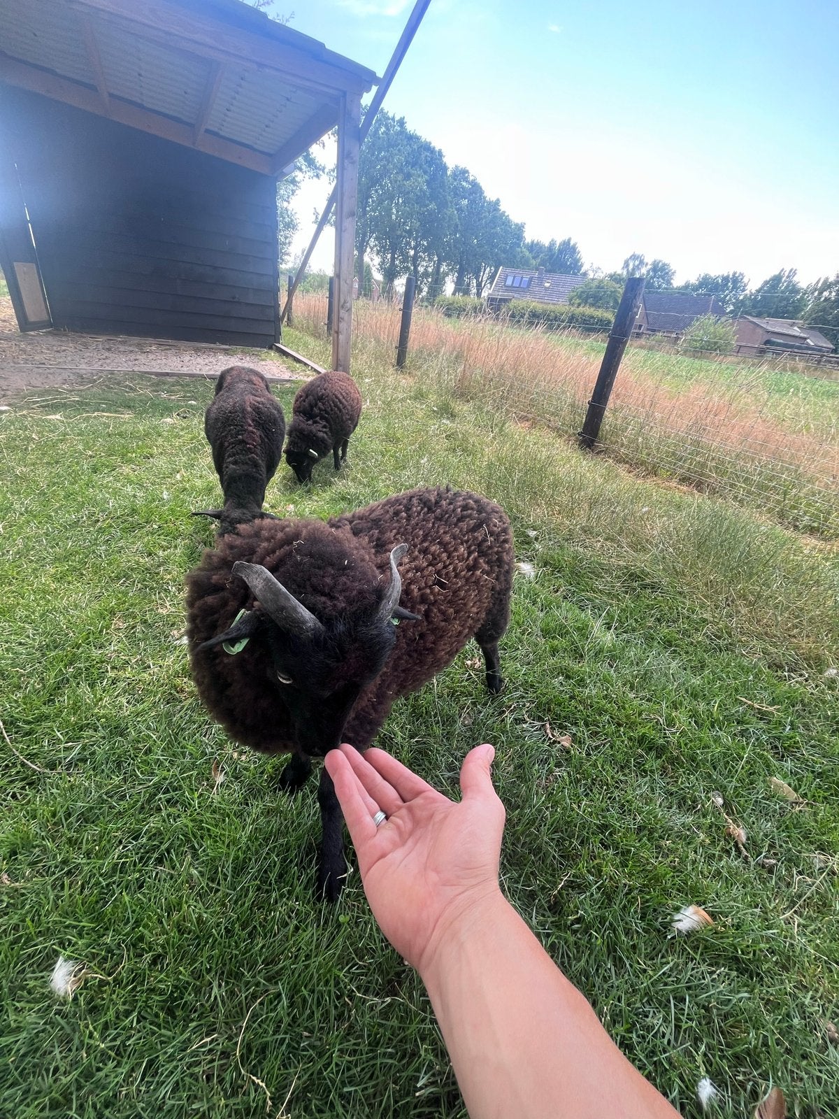 Lief ram lam ouessant, Dieren en Toebehoren, Mannelijk, Schaap