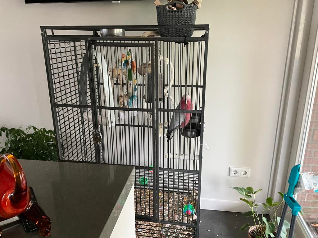 Te koop EOlophus rose kaketoe, Dieren en Toebehoren, Vogels | Parkieten en Papegaaien, Vrouwelijk
