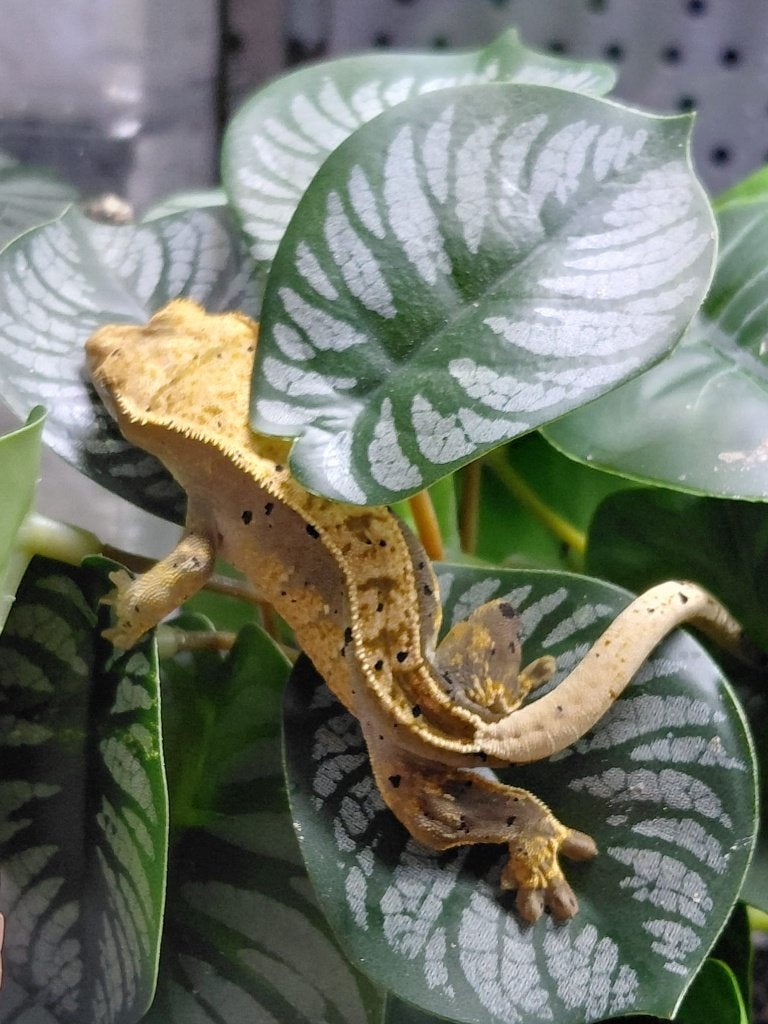 Wimpergekko (Correlophus ciliatus) Crested Gecko photo 4