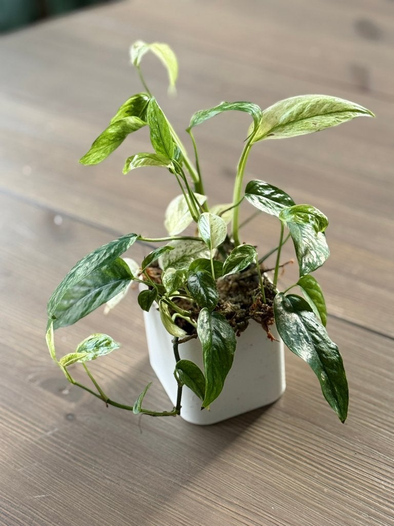 Epipremnum Hanoman Sp Bal (gewortelde stek), Ophalen of Verzenden, Halfschaduw, Minder dan 100 cm