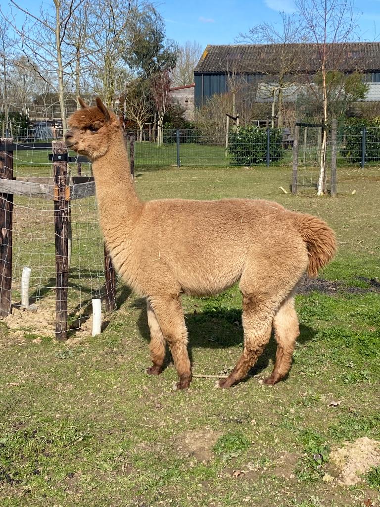 Alpaca merrie, AAB011839, Fawn, geboren 03-07-2022, Dieren en Toebehoren, Juli, Vrouwelijk