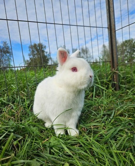 Classic zoekt een huisje (gecastreerd & gevaccineerd konijn), Dieren en Toebehoren, Mannelijk, Klein, 6 tot 8 jaar