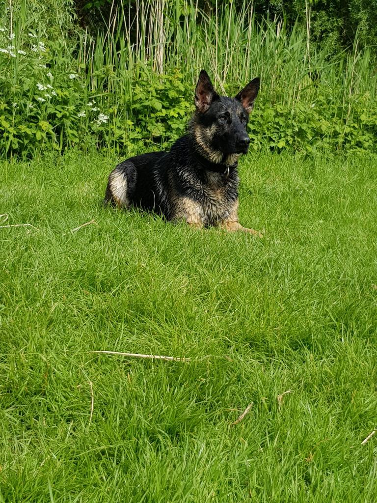 Oppas gezocht voor lieve Duitse herder, Dieren en Toebehoren, Honden-accessoires, Ophalen