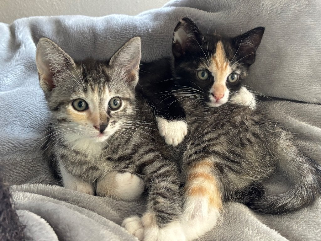 Mooie lieve kittens! Mogen nestje verlaten, Dieren en Toebehoren, Katten en Kittens | Overige Katten, Poes, Kortharig, 0 tot 2 jaar