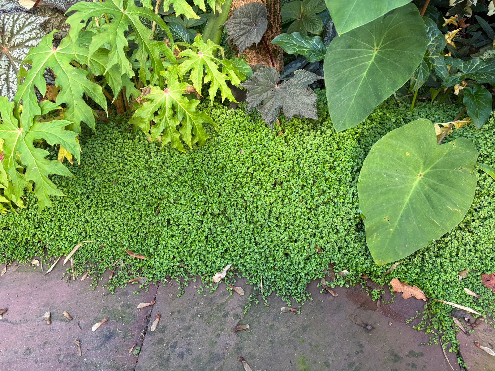 Soleirolia Soleirolii, winterharde tuinplant, bodembedekker., Ophalen of Verzenden, Overige soorten, Halfschaduw