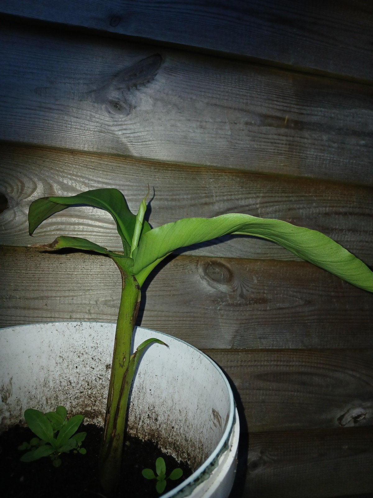 Jonge Japanse vezelbanaan (Musa basjoo), Vaste plant, Halfschaduw, Zomer, Ophalen