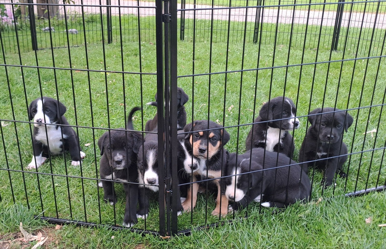 Grote Zwiterse Sennen x Labrador; 1 reutje en 3 teefjes, Meerdere, Meerdere dieren, Nederland, Particulier