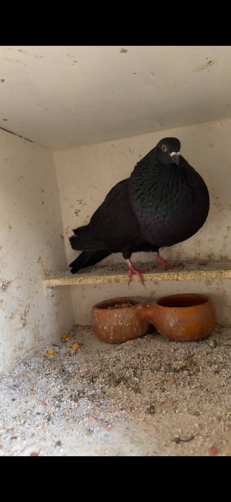 Plaat van een kraai duif, Vrouwelijk, Kropper