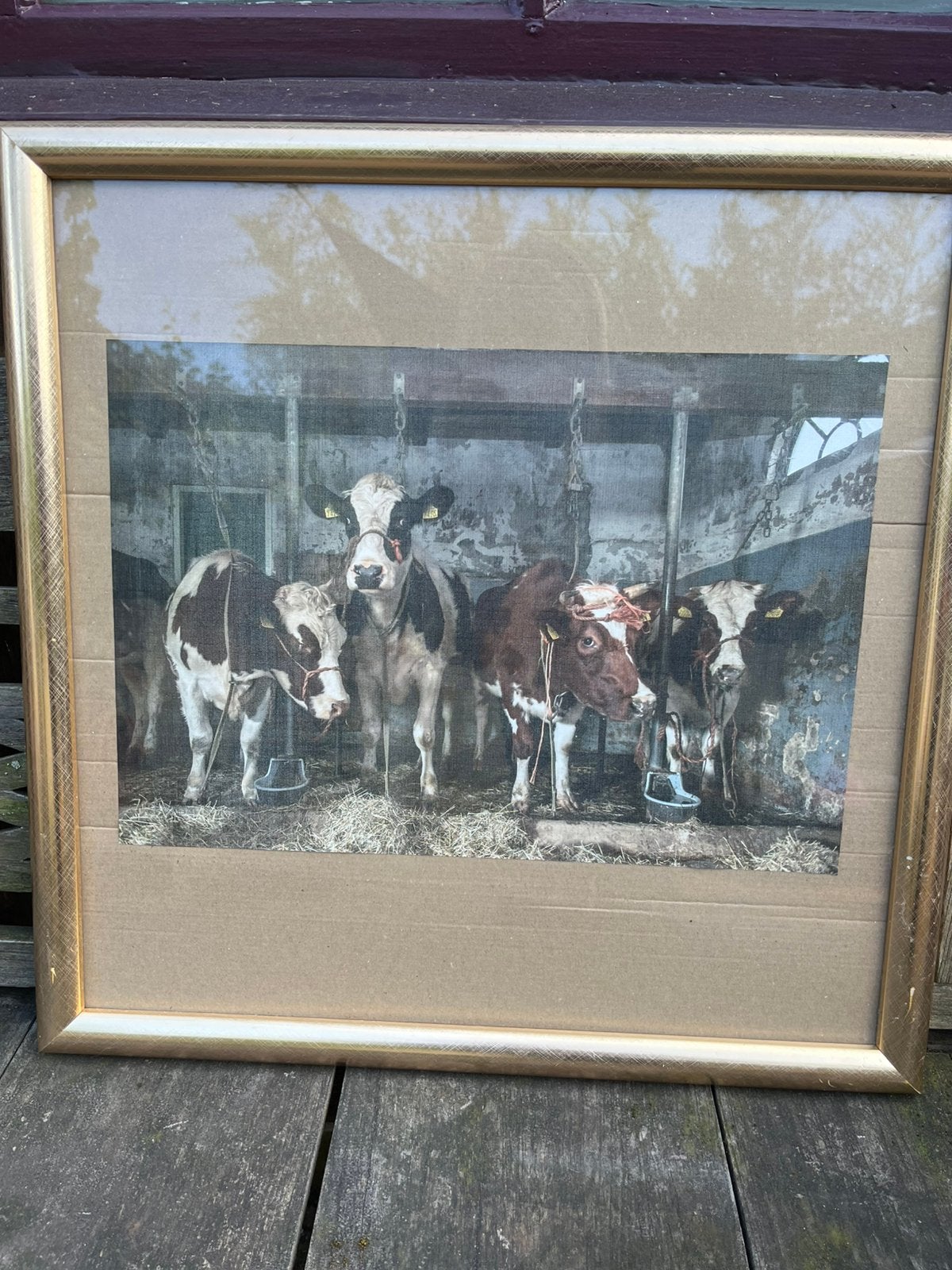 Mooie ingelijste koeien prent, Huis en Inrichting, Woonaccessoires | Schilderijen, Tekeningen en Foto's, Ophalen of Verzenden