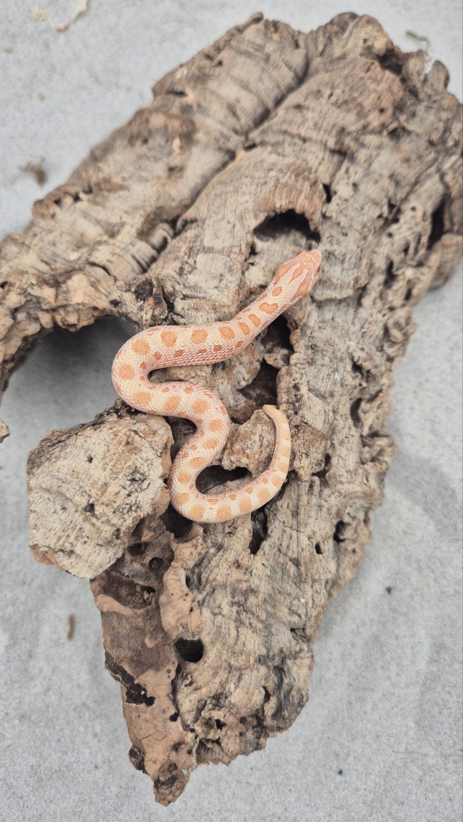 Haakneusslang uit 2026 het snow Hognose Snake photo 3