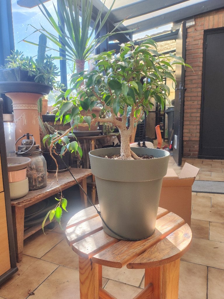 Ficus Benjamina, bonsai, Huis en Inrichting, Ficus, In pot, Minder dan 100 cm, Halfschaduw