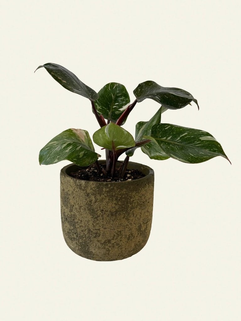 Philodendron White Knight marble p15, Huis en Inrichting, Kamerplanten, Ophalen of Verzenden, Halfschaduw, Minder dan 100 cm
