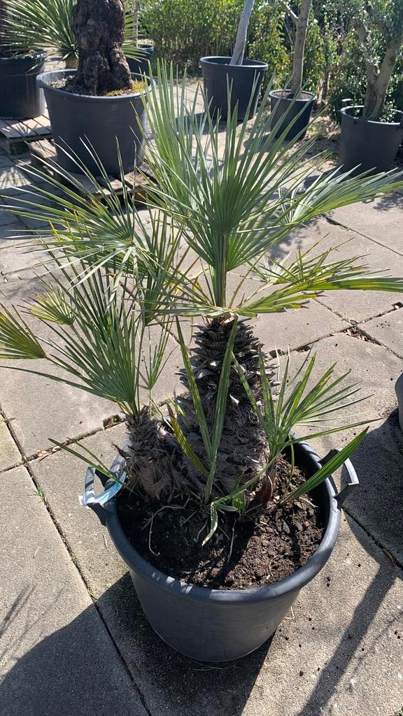 Chamaerops Humilis Cerifera, Tuin en Terras, Volle zon, Vaste plant, Zomer, Ophalen