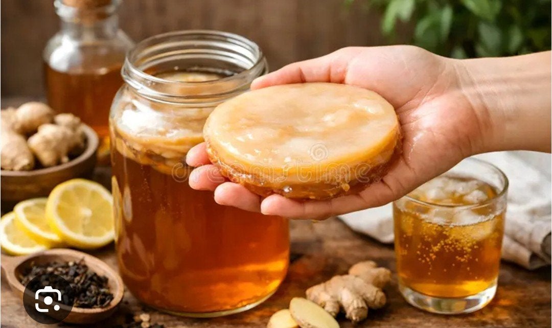 Kombucha scoby zwam starter, Ophalen