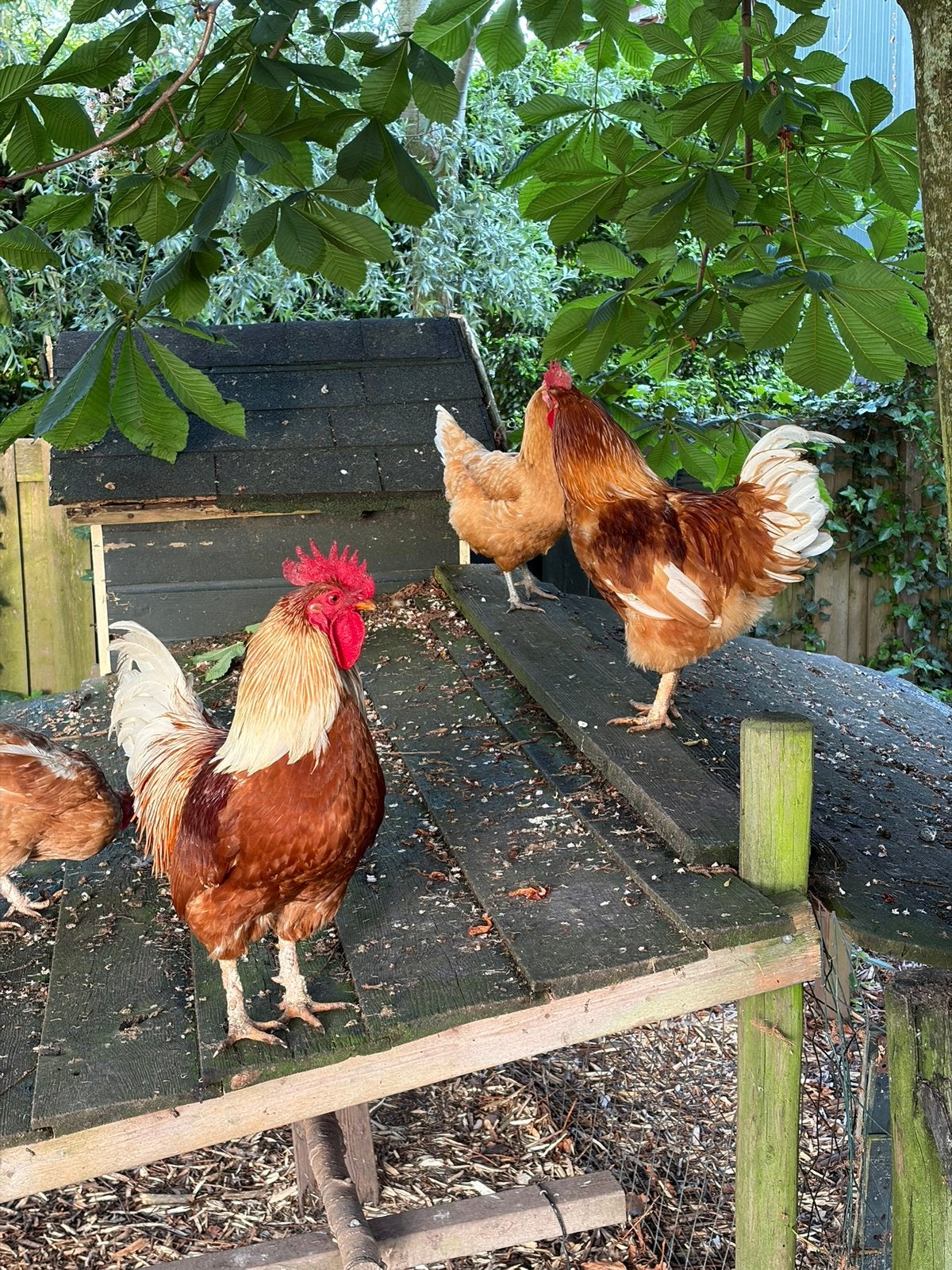 5 Hanen, Dieren en Toebehoren, Mannelijk, Kip