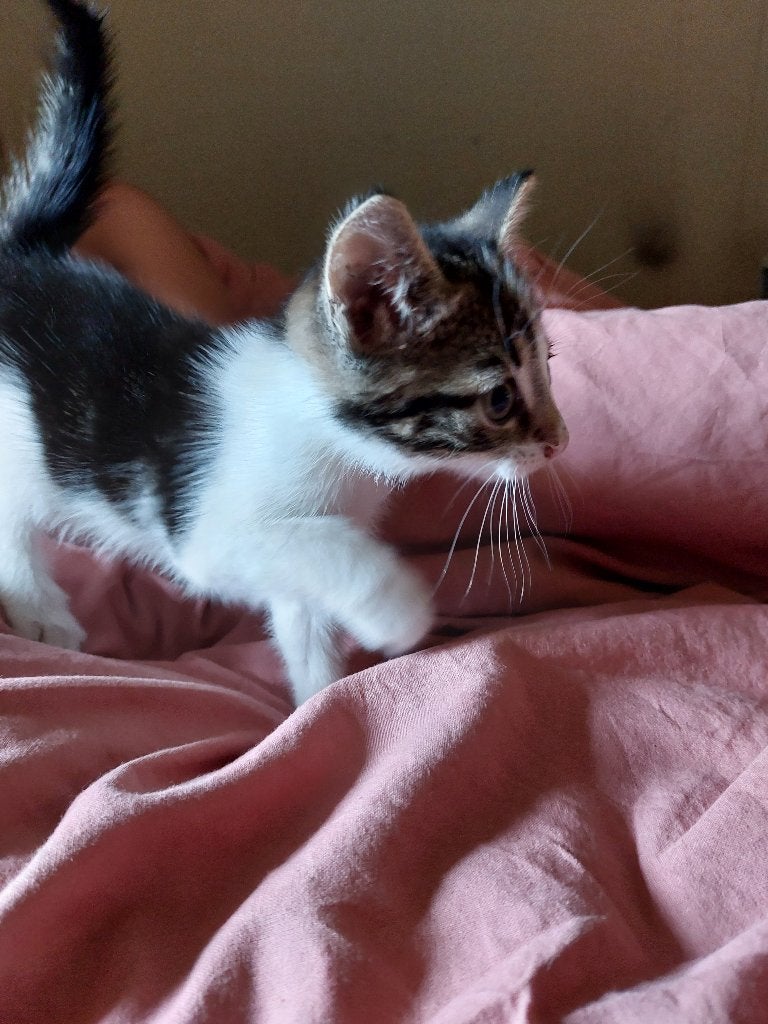 Boskat x bengaal kitten, Dieren en Toebehoren, Katten en Kittens | Overige Katten, Kater, Kortharig